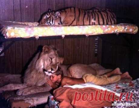 Люди и животные » Редкие животные, дикие животные, необычные животные и мифические животные на animalspace.net