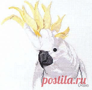 ​Попугаи какаду Попугаи какадуПопугаи какаду отличаются красотой и грацией.Поэтому выбор пал именно на них.