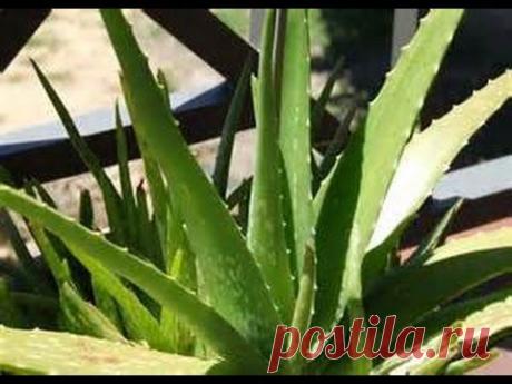 Здоровье с алое вера от #FOREVER/ Врач Березицкая Елена  Презентация продукции ФЛП