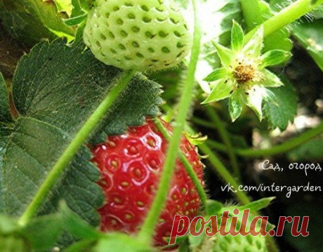 Земляничный клещ - как спасти урожай