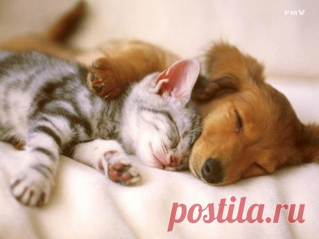 Картинки про сон (40 фото) ⭐ Забавник