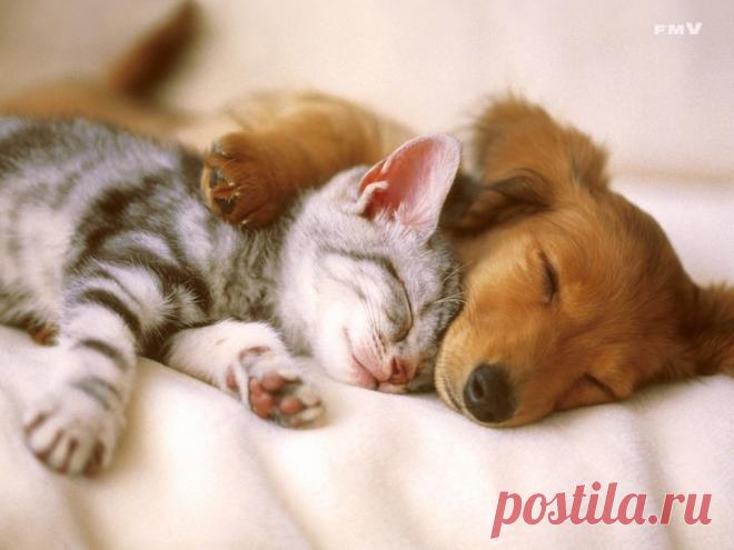 Картинки про сон (40 фото) ⭐ Забавник