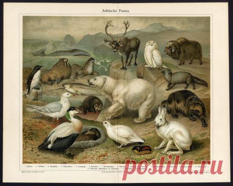 www.ebay.com/itm/Antique-Print-FAUNA-ARCTIC-POLAR-BEAR-REINDEER-Meyers-1897-/351375063935?pt=LH_DefaultDomain_0&amp;hash=item51cf95fb7f