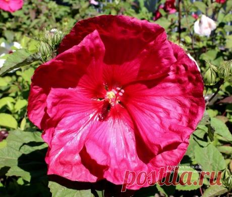 СЕМЕНА ТРАВЯНИСТЫХ ГИБИСКУСОВ - №0013