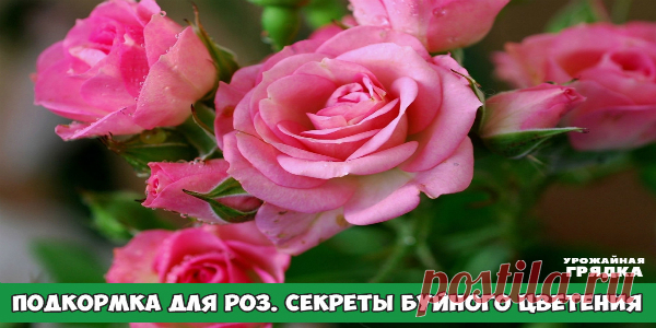 ПОДКОРМКА ДЛЯ РОЗ: РАСКРЫВАЮ СЕКРЕТЫ БУЙНОГО ЦВЕТЕНИЯ Совсем не зря розу называют королевой цветов — яркие и ароматные бутоны поражают своей красотой и разнообразием расцветок. Но чтобы розы как можно дольше радовали пышным цветением, за ними нужно правильно ухаживать, в частности, правильно