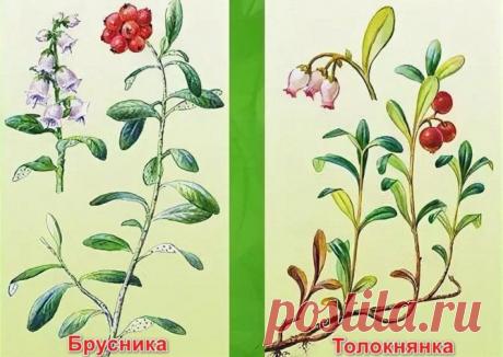 Толокнянка и брусника — основные отличия: внешний вид растений, вкус, размер, цвет и характеристика ягод, фото