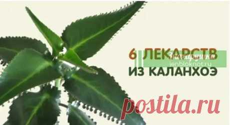 (8) 6 ЛЕКАРСТВ ИЗ КАЛАНХОЭ - Копилка советов на каждый день - 8 апреля - 43112737591 - Медиаплатформа МирТесен