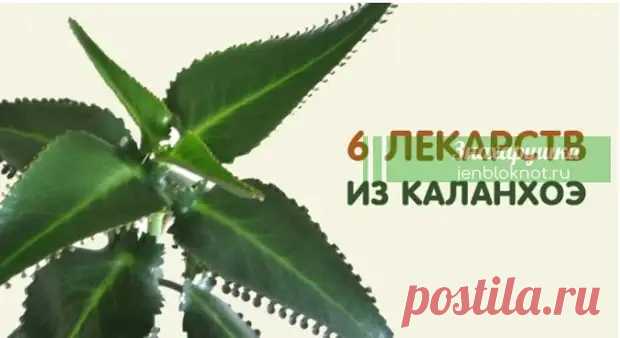 (8) 6 ЛЕКАРСТВ ИЗ КАЛАНХОЭ - Копилка советов на каждый день - 8 апреля - 43112737591 - Медиаплатформа МирТесен