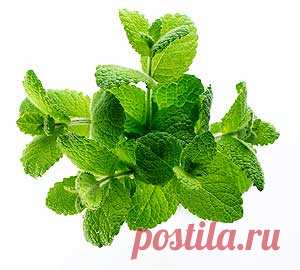 Лимонная мелисса, полезные свойства и противопоказания.