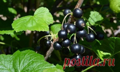 Хотите много смородины? Насушите картофельных очисток