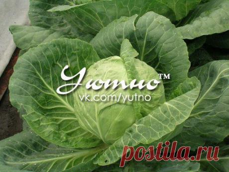 Уютно™ ● Сад/Огород ● Рукоделие ● Заготовки