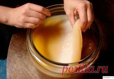 Как вырастить вкусный чайный гриб ?