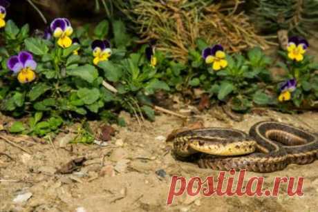 Как избавиться от гадюк на даче и почему их нельзя убивать — Дачный участок