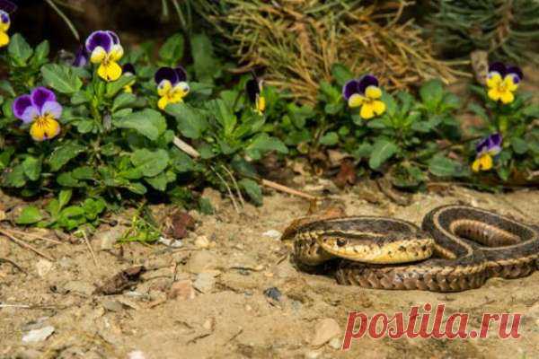 Как избавиться от гадюк на даче и почему их нельзя убивать — Дачный участок