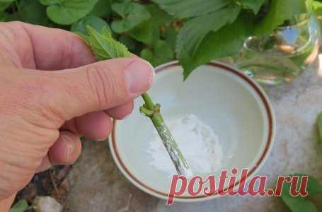 Зеленое черенкование – самый простой способ размножить ягодные кустарники | Уход за садом (Огород.ru)