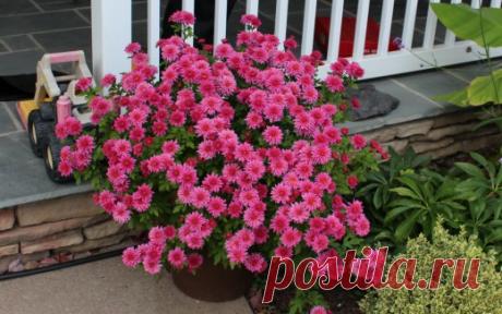 Секреты выращивания горшечных хризантем - запись пользователя Octyabrina66 (Лилия Перепёлкина) в сообществе Болталка в категории Сад и огород