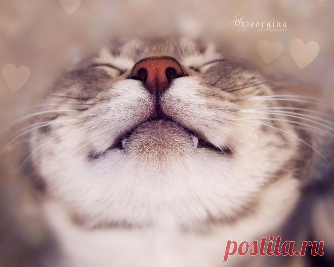 Обои для рабочего стола :Брутальные коты.