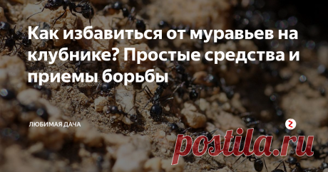Как избавиться от муравьев на клубнике? Простые средства и приемы борьбы Вот наблюдаешь как весело цветет клубника, а потом завязываются ягодки, и ты ждешь богатого урожая, но все не так просто! Часто мы так же замечаем активное размножение муравьев на нашей клубнике. А муравьи на клубнике - это бедствие номер один.
Я поделюсь сегодня с вами несколькими способами и методами борьбы с муравьями на клубнике, рассмотрим как химические препараты так и народные средства, кот