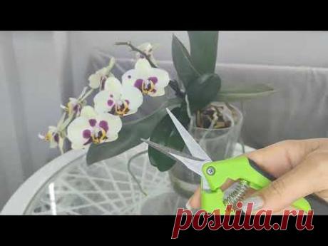 КОГДА правильно ОТДЕЛИТЬ ДЕТКУ ОРХИДЕИ и КАК её ПРАВИЛЬНО ПОСАДИТЬ