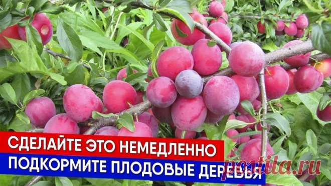 Чем подкормить плодовые деревья осенью? Как готовить плодовые растения к зиме? Какие удобрения выбрать для подкормки осенью? Как правильно вносить удобрения под плодовые деревья? Сколько удобрений нужно под одно плодовое дерево? На эти и другие вопросы вы найдёте ответ в нашем видео на канале Садовый клуб Наталии Петренко
https://www.youtube.com/watch?v=k58-vXSYm-s
