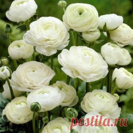 Ранункулюс Машэ White (драже) 5 шт