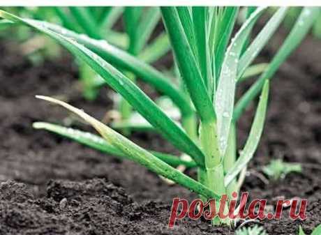 Лук, чеснок: ошибки!