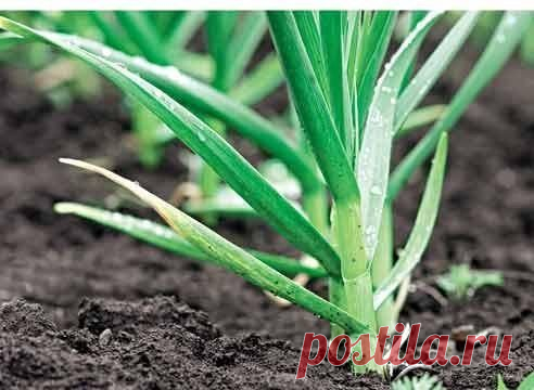 Лук, чеснок: ошибки!