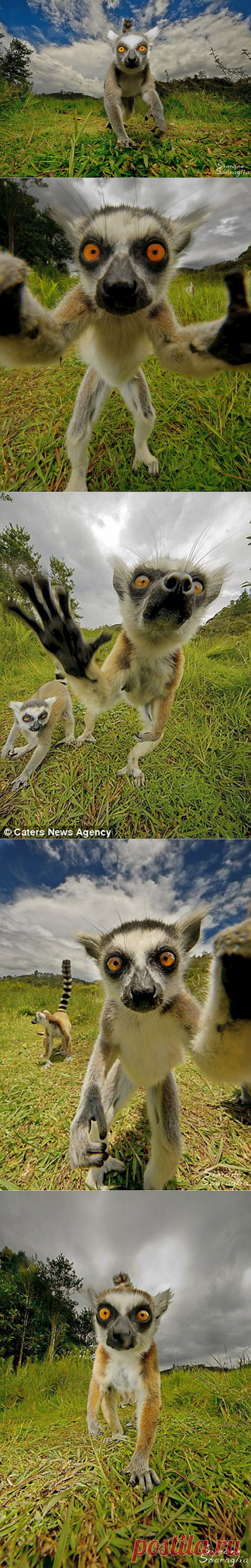 Автопортреты лемура :  НОВОСТИ В ФОТОГРАФИЯХ