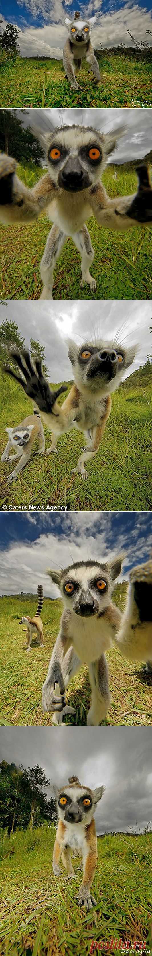 Автопортреты лемура :  НОВОСТИ В ФОТОГРАФИЯХ