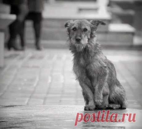 &quot;Письмо Бобика господину Президенту&quot; | Все о наших питомцах