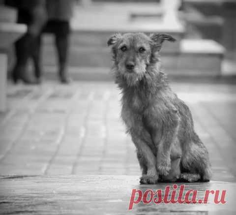 "Письмо Бобика господину Президенту" | Все о наших питомцах