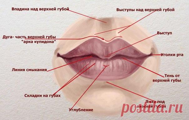 Учимся рисовать ГУБЫ!