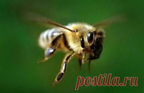 Пчелиный яд - как лекарство