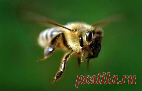 Пчелиный яд - как лекарство