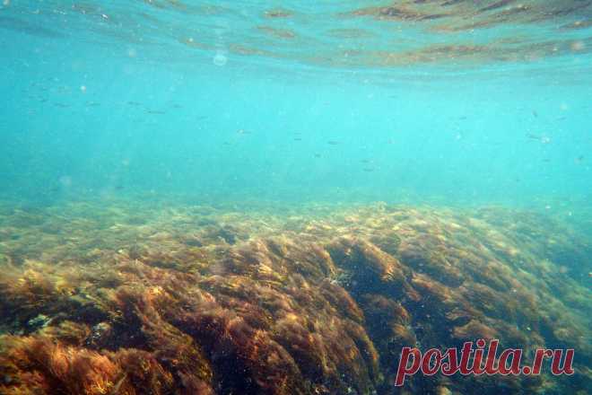 Подводное плато у мыса Фиолент.