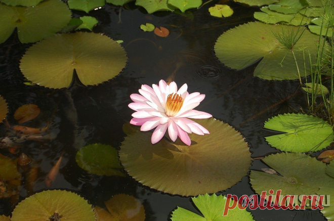 29 Пальм - Клуб путешествий Павла Аксенова > Карибы – 2013