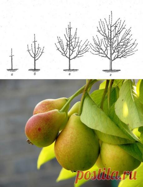 Обрезка груши весной - Садоводка