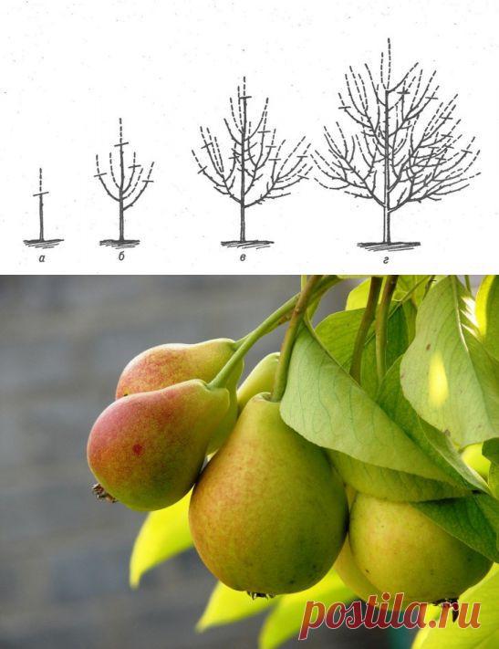 Обрезка груши весной - Садоводка
