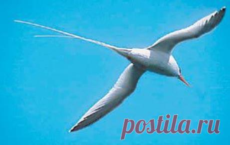Фаэтон - океаническая птица.