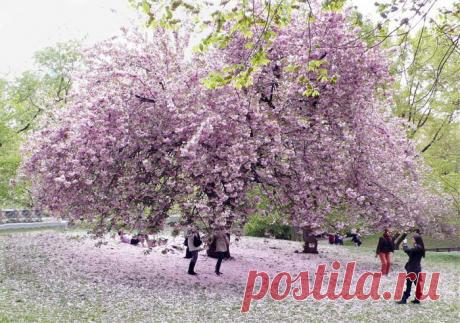 ПОСЛЕДНИЕ ДЕНЬКИ АПРЕЛЯ
И НА ПОДХОДЕ МЕСЯЦ МАЙ,
ЗАТЕМ ВИШНЁВЫЕ МЕТЕЛИ,
И СЕРДЦУ... НАСТОЯЩИЙ РАЙ...