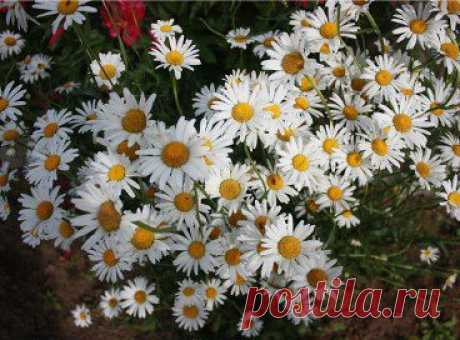 Ромашки