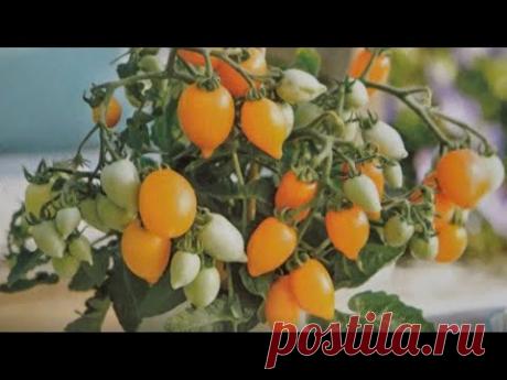 Как правильно посеять комнатные томаты