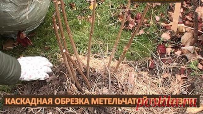 Каскадная обрезка метельчатой гортензии.