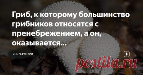 Гриб, к которому большинство грибников относятся с пренебрежением, а он, оказывается "родственник"шампиньонов и зонтиков, и по вкусу похож Статья автора «Книга Грибов » в Дзене ✍: Какой грибник берет дождевики?  Да почти никакой, хоть большинство и знают, что дождевик съедобен пока молодой, пока мякоть у него белая.