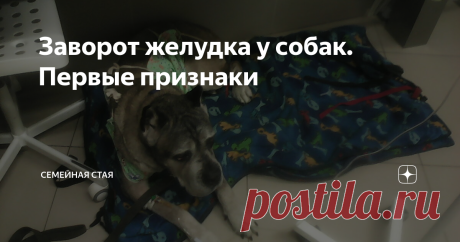 Заворот желудка у собак. Первые признаки Я не знаю, сколько жизней у собаки. Вот у котов, все слышали, девять. А у собак? Не знаю. Может, всего одна.
Но вот у этой конкретной рыжей жизней, похоже, намного больше одной. Ну или ангел-хранитель высшего уровня. Потому что сколько раз она выживала вопреки, попадая в крохотный процент благоприятного исхода - я уже со счета сбилась.