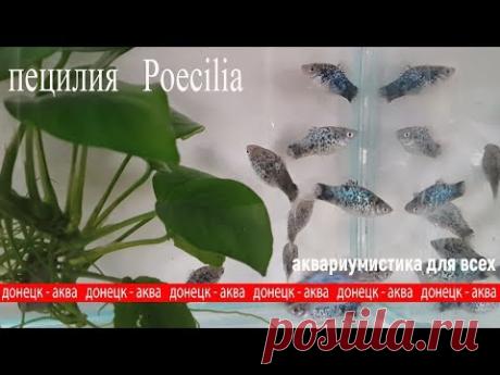 аквариумная рыбка пецилия, Poecilia - YouTube