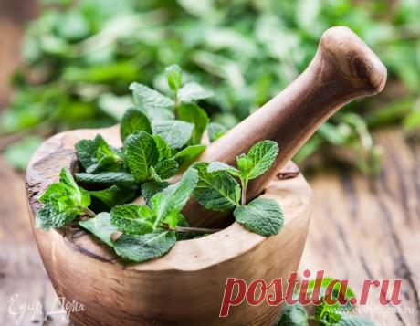 Соусы и другие блюда с мятой: вкусные и оригинальные рецепты