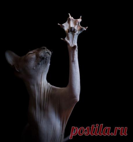 Если есть кошачье ню, то оно выглядит вот так