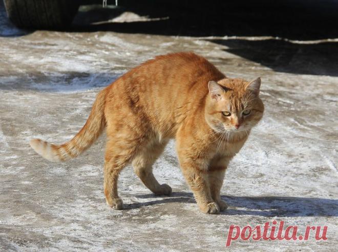 кот / Поиск по тегам / CATFOTO.COM фотографии кошек и котят, дикие кошки, блоги любителей кошек