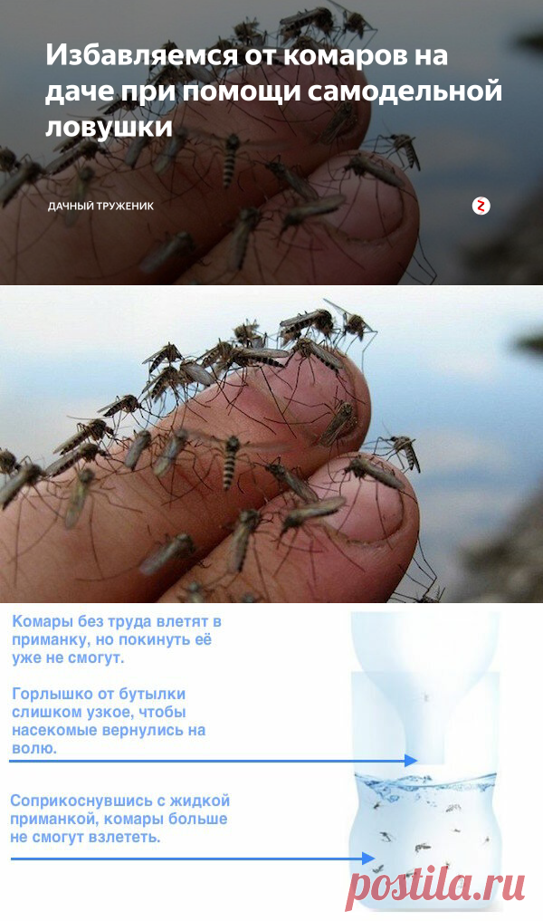 Избавляемся от комаров на даче при помощи самодельной ловушки | Дачный труженик | Яндекс Дзен